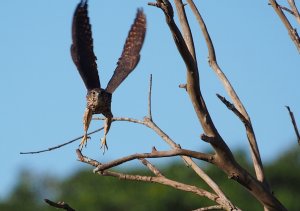 Female Merlin taking off