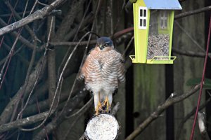 At the feeder 1