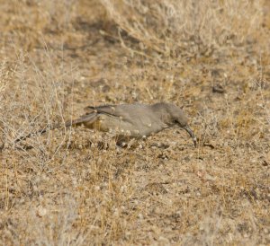 The ghost of the saltbush plains, A.K.A LeConte's Thrasher