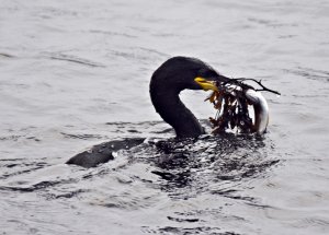 Cormorant & Fish