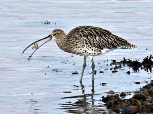 Curlew & Crab