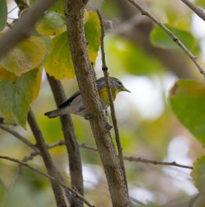 *RARE* Northern Parula