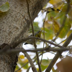 *RARE* Northern Parula