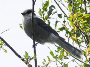 Playful Gray Jay