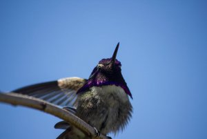 Costa's Hummingbird (adult male preening)