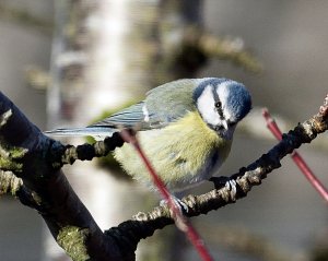 Blue Tit in the garden