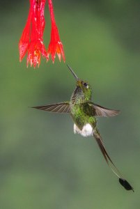 White-booted Racket-tail