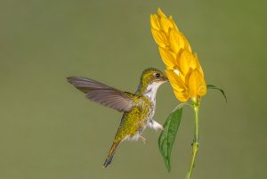 White-booted Racket-tail