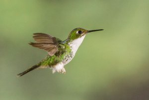 White-booted Racket-tail