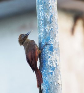 Plain-brown Woodcreeper