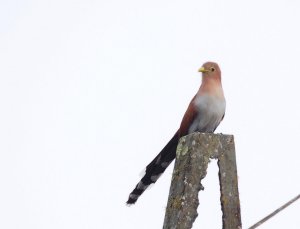 Squirrel Cuckoo