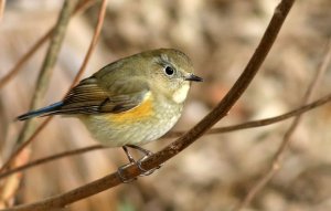 Red-flanked Bluetail (f)