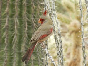 Pyrrhuloxia on Ocotillo Cactus, my latest lifer