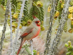 The Pyrrhuloxia, Pyrr for short.