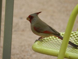 Pyrrhuloxia on the edge of his seat! ;)