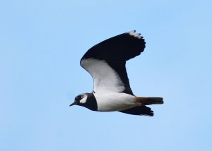 Lapwing