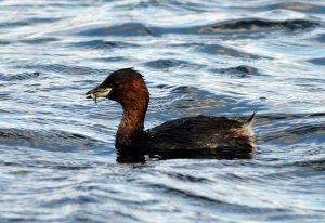 Little Grebe