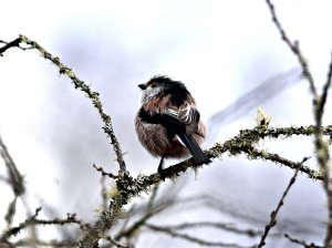 LTT