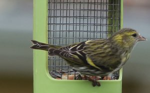 Eurasian Siskin