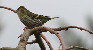 Eurasian Siskin