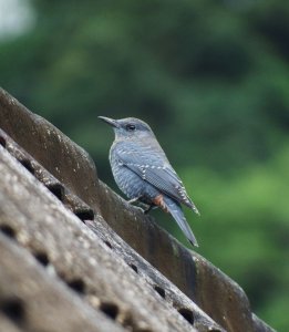 Blue Rock-thrush