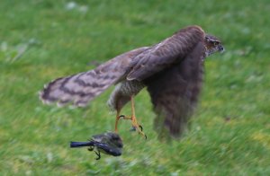 Sparrowhawk