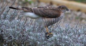 Sparrowhawk