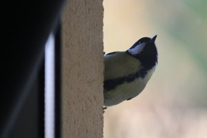 Great Tit