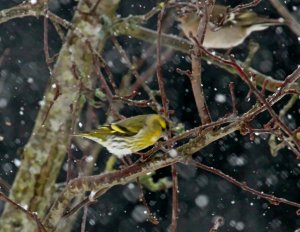 Siskin