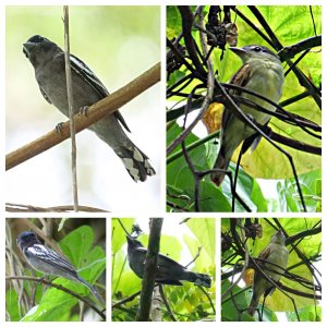 White-winged Becards (M&F)