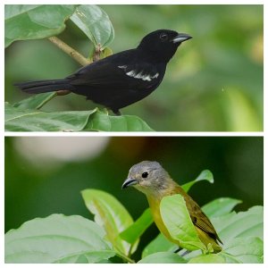 White-shouldered Tanagers (M&F)