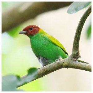 Bay-headed Tanager