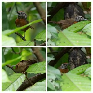 Rufous-breasted Wren