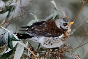 Fieldfare Visitor