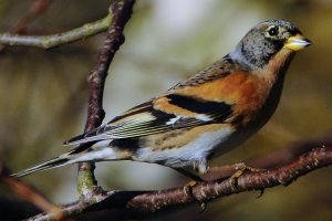 Brambling