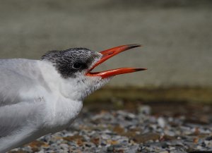 Caspian Tern