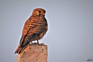 Common Kestrel, Female