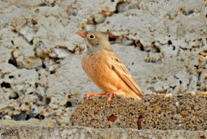 Grey-necked Bunting