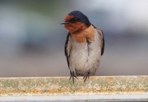 Welcome Swallow