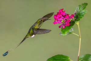 White-booted Racket-tail