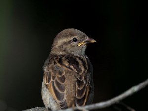House Sparrow Juvenile