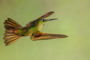 Fawn-breasted Brilliant