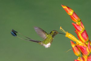 White-booted Racket-tail