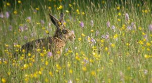 Brown Hare Amongst Orchids