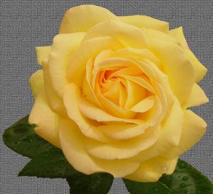 Yellow Rose