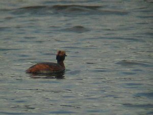 Slavonian Grebe