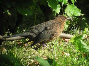 Juvenile Blackbird