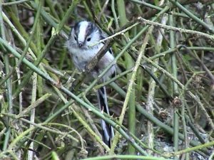 Long Tailed Tit