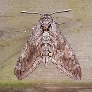 Carolina Sphinx Moth