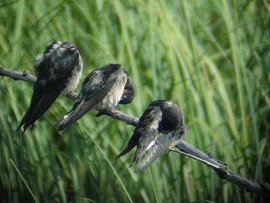 Barn Swallows